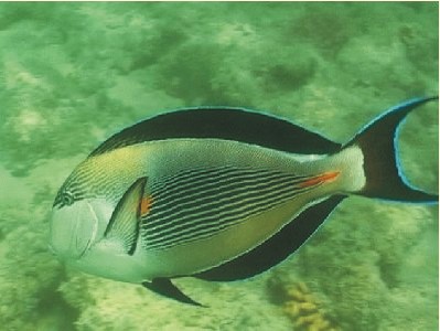 Sohal+surgeonfish